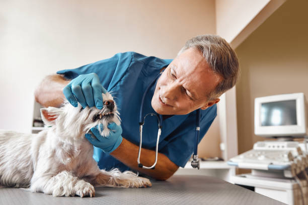 Best Emergency Dental Services for Seniors in Martinsville, VA
